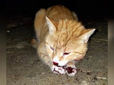Help cats who are hit by cars or people