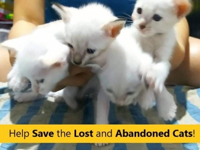 Help Save the Lost Abandoned Cats