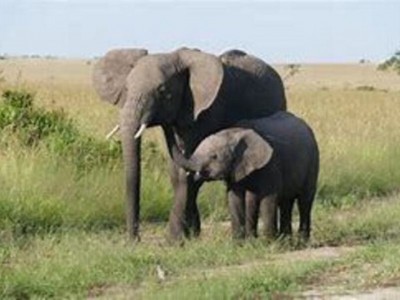 Support  for endangered  Elephants