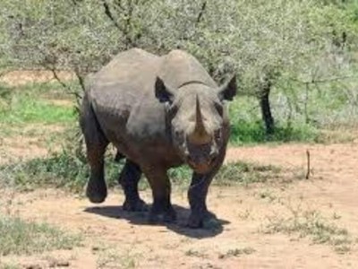Support for endangered Rhinos