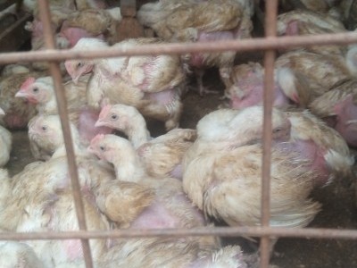 Grow poultry farm