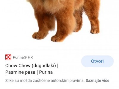 I want 2 Chow Chows
