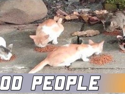 Help Stray Cats Who Need Help