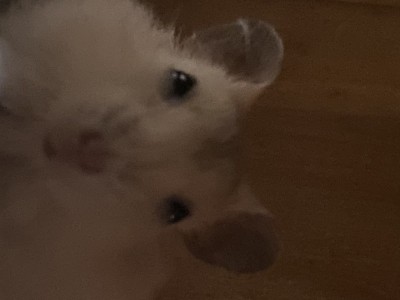 Help me get better toys for hammy