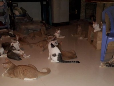 Help Luz Take Care Of 30 Cats In Vietnam