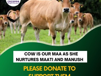 Donate to Help Stray Cows and other Animals