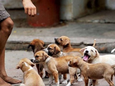 Save street dogs