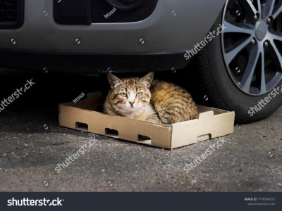 Helping cats of street