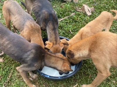 HELP FEED THE HUNGRY SHELTER DOGGIES.