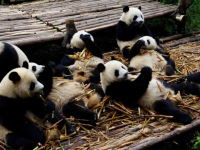 China Giant Panda Forest Rescue Fund