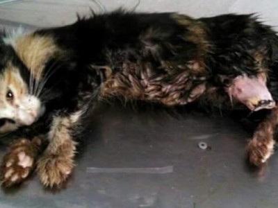 Help "Daisy" to treat Maggot Infested Wound