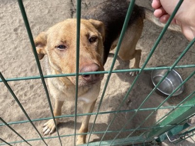 Animal shelter needs your support..