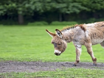 Donkey Farm Needed Funds
