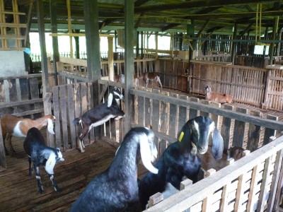 Empowering unemployed graduate through Sustainable Agriculture
