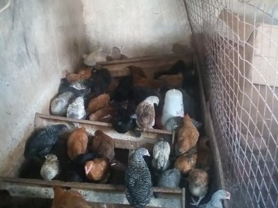 Help me upgrade my poultry farm