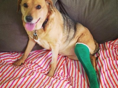 A prosthetic leg for my dog