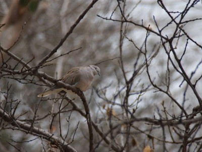 Saving birds from going extinct!