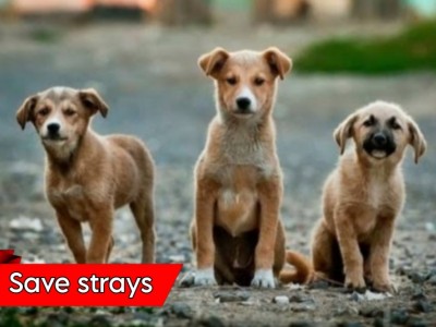 Help us save innocent stray animals