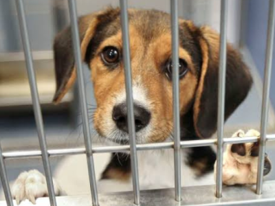 "Paws for a Cause: Shelter Pet Rescue Mission"