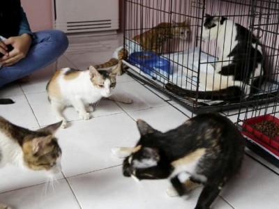 Save the stray cat in ipoh
