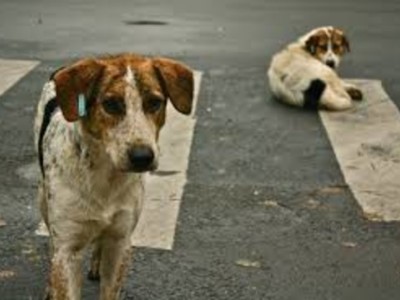 Be Their Voice: Help Kathmandu’s Stray Dogs Find Love and Care