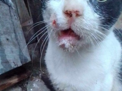 Give Hope to an Injured Cat in Sri Lanka