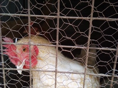 Help Start up cost for the poultry keeping