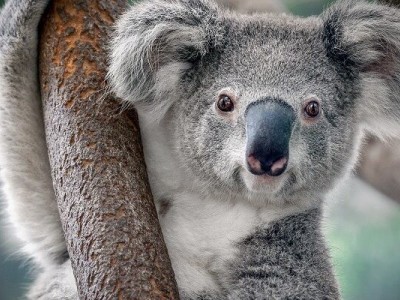 Koalas at risk of extinction as fires