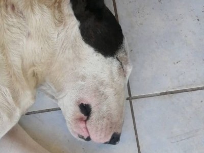 Please help save my dog