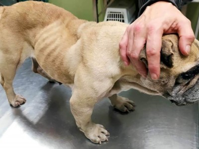 Luna Needs Emergency Surgery – We’re $1,800 Short