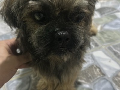 Raffle Needs Urgent Eye Treatment – Please Help