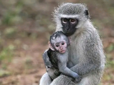 Stand for the Voiceless Primates