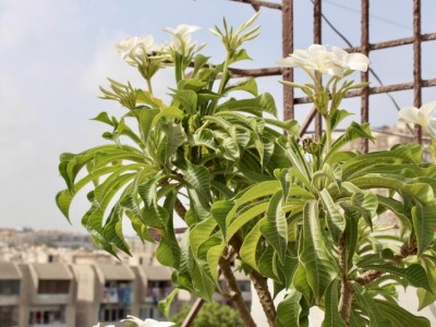 Grow Trees to Clean the Environment