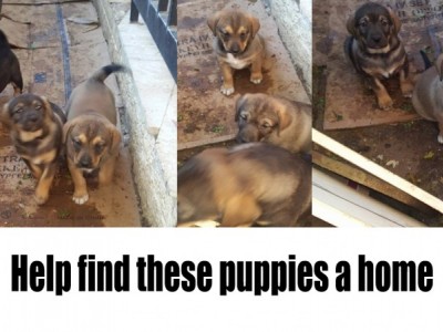 Raising Money to find these puppies a home