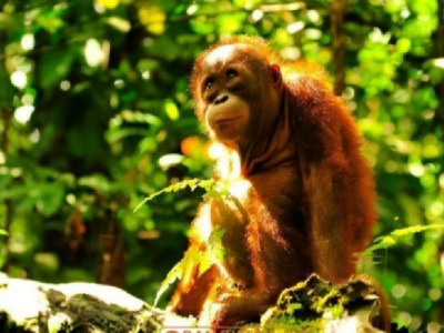 Indonesia for Orangutans
