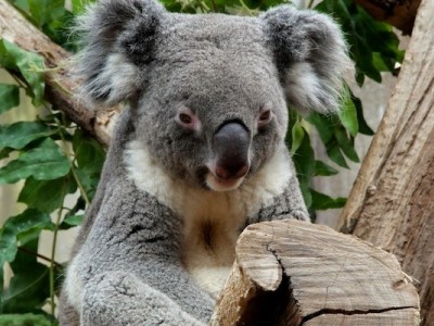 Koala Crisis Emergency Funds
