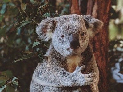 Donation For Koala