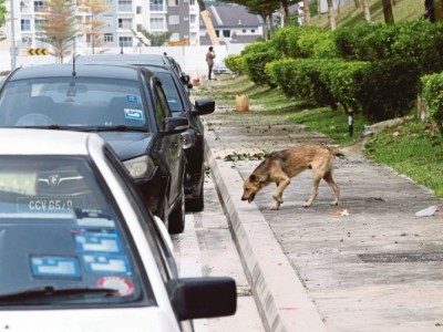 PetsHome for Homeless Dogs and Cats