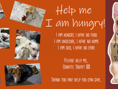 HELP STRAY DOGS WITH FOOD & SHELTER