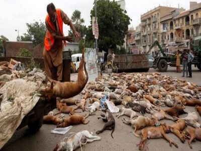 Shelter for street dogs in pakistan