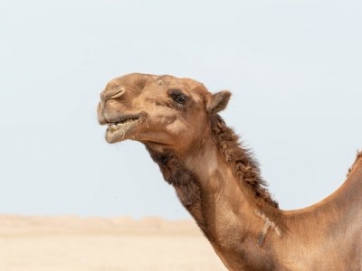 Camel is asking for your help