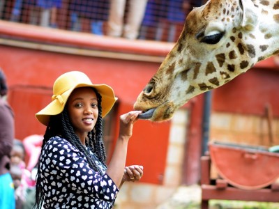 Help Breed the Endangered Rothschild Giraffe