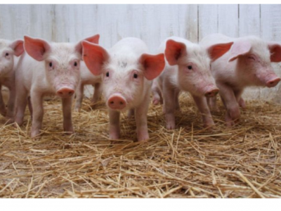 Help raise funds for my pig farming