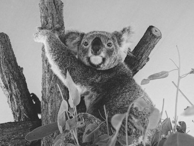 Saving the Koala
