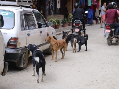 Food for Street Dogs of Kathmandu in COVID
