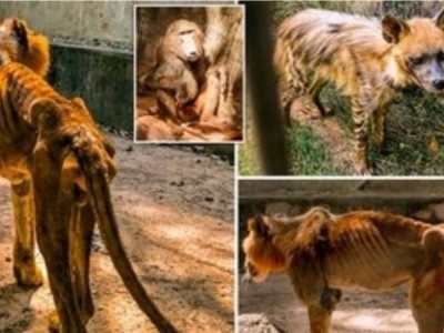 rescues malnourished lion in Kaduna Zoo Ng,