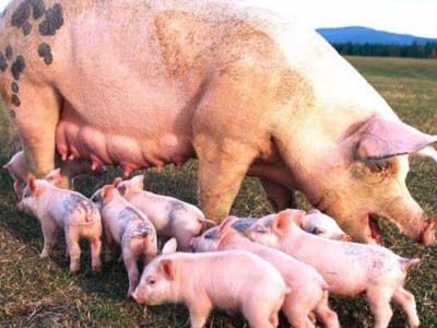 Help me fund Pig farming