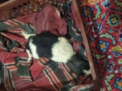 Need Help Raising a 13 days old Orphan Puppy