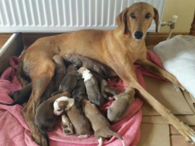 Help Feed a Dog and her 11 Puppies