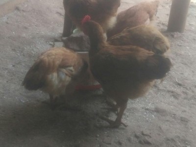 Raese of chickens